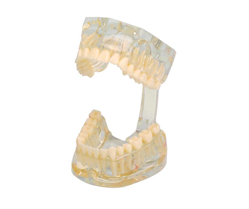 MODELLO DIMOSTRATIVO TRASPARENTE 1pz