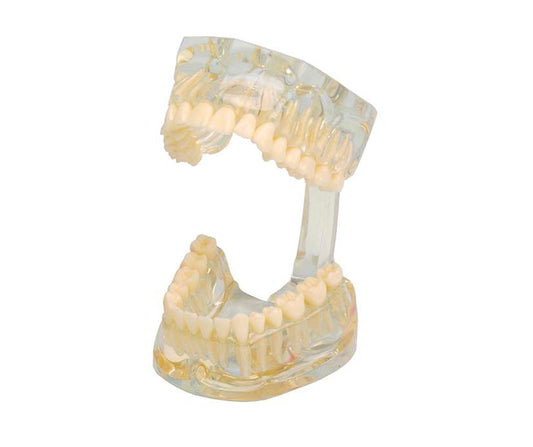 MODELLO DIMOSTRATIVO TRASPARENTE 1pz