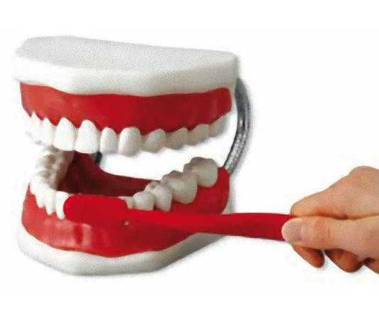 MODELLO DIMOSTRATIVO CON SPAZZOLINO  1pz