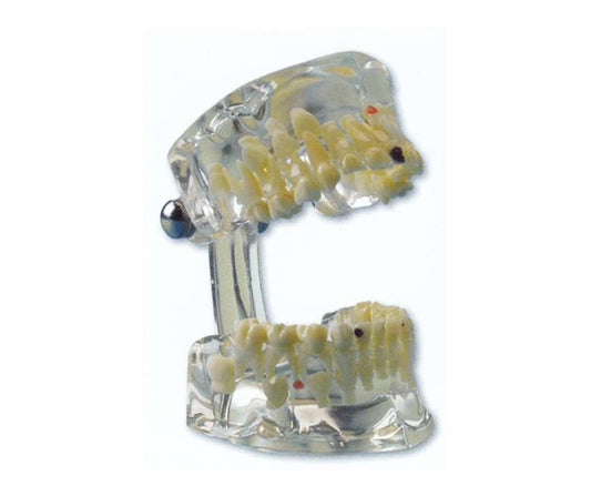 MODELLO DIMOSTRATIVO TRASPARENTE BAMBINO 1pz