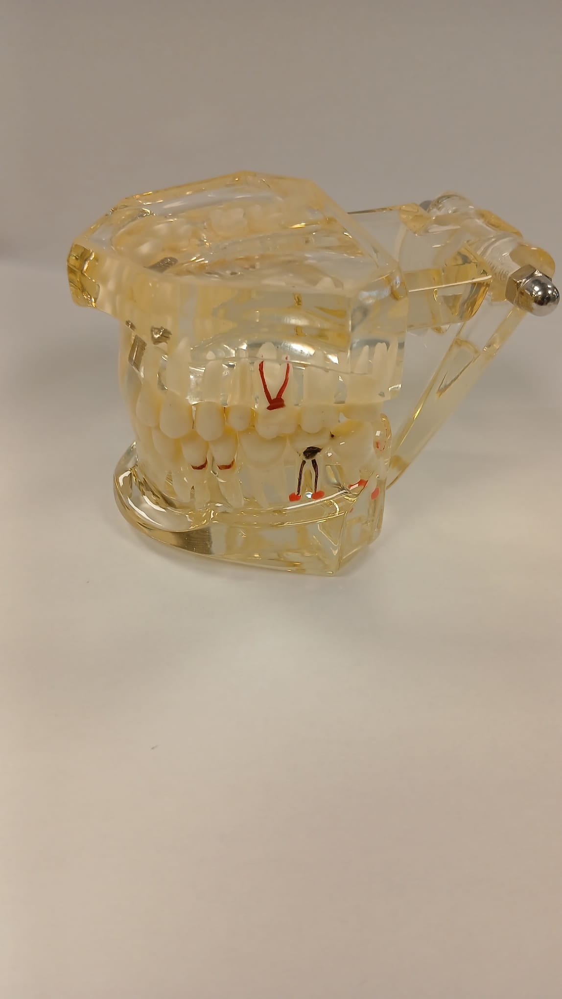 BOCCA MODELLO STUDIO MALATTIE DENTALI